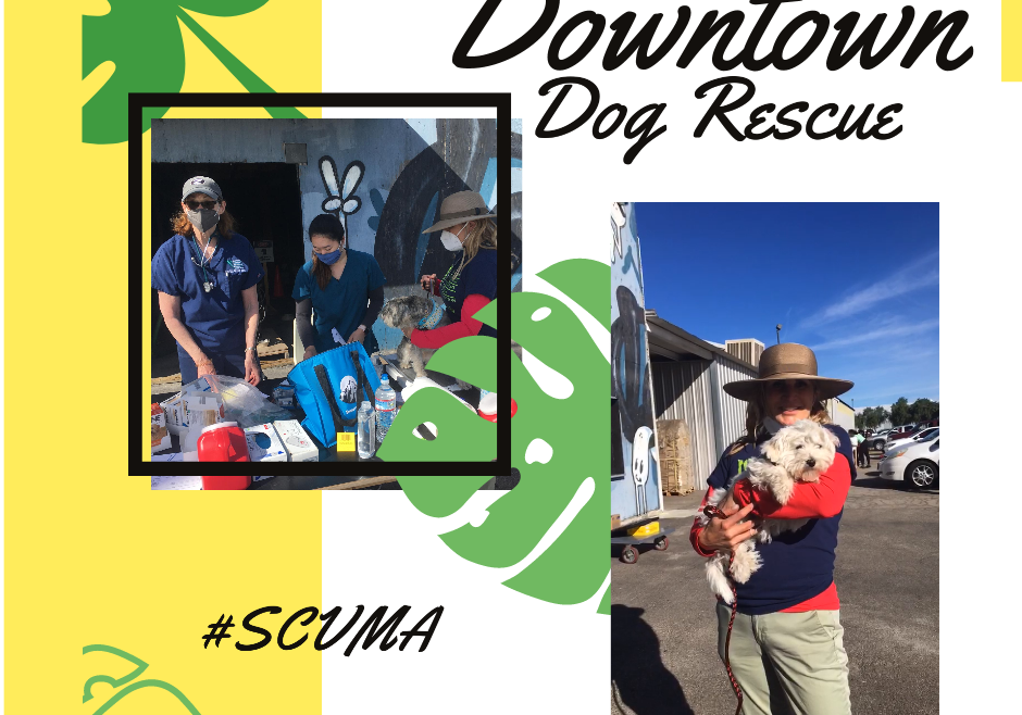 MONA Proudly Supports Our Local Downtown Dog Rescue